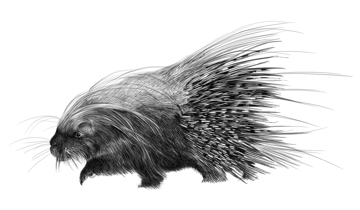 porcupine drawing